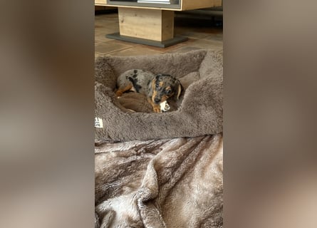 Tiger Dackel x Jack Russel 