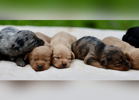 Doxiepoo Welpen aus liebevoller Hofaufzucht suchen ein neues Zuhause