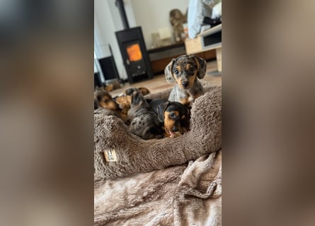 Tiger Dackel x Jack Russel 