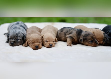 Doxiepoo Welpen aus liebevoller Hofaufzucht suchen ein neues Zuhause