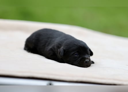 Doxiepoo Welpen aus liebevoller Hofaufzucht suchen ein neues Zuhause