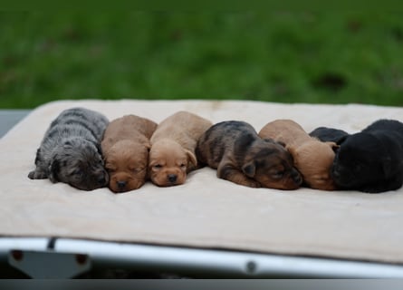 Doxiepoo Welpen aus liebevoller Hofaufzucht suchen ein neues Zuhause