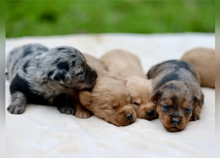 Doxiepoo Welpen aus liebevoller Hofaufzucht suchen ein neues Zuhause