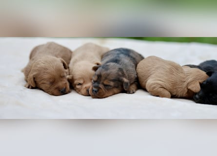 Doxiepoo Welpen aus liebevoller Hofaufzucht suchen ein neues Zuhause