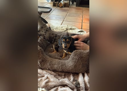 Tiger Dackel x Jack Russel 