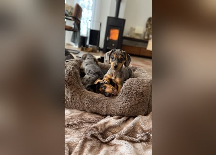 Tiger Dackel x Jack Russel 