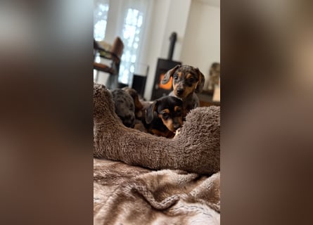 Tiger Dackel x Jack Russel 