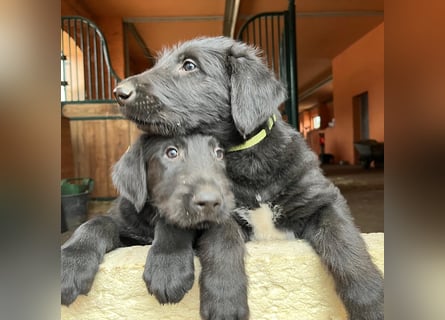 Irische Wolfshunde/ Irish Wolfhound Welpen