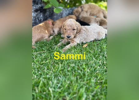 Aussiedoodle / Aussiepoo  F1b