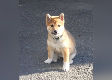Erstklassige Shiba Inu Zucht in Sachsen