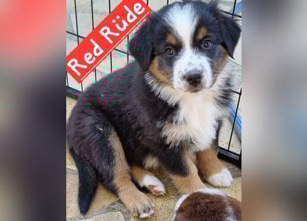 Australian Shepherd Welpen bald abgabebereit!