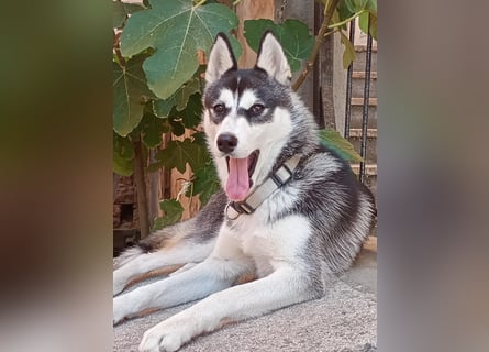 Lena: Familienhund sucht Familie