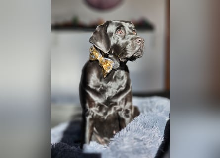 Edle Labrador Welpen (Schwarz/Foxred/Creme) mit Ahnentafel, Nachkommen von Champions