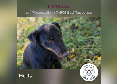 Holly: sucht DRINGEND ihre Endstelle zum Ankommen in 74906 Bad Rappenau