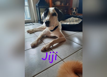 Jiji 07/2023 (in Deutschland) - ruhige und sanfte, wundervolle junge Hündin!