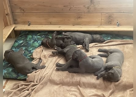 Wunderschöne Deutsche-Doggen-Welpen mit hervorragender Ahnentafel ❤️