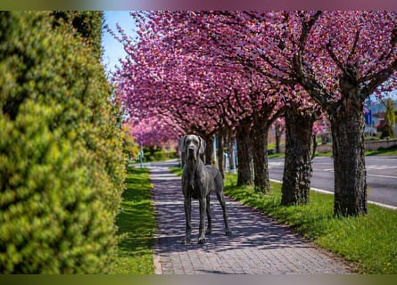 Wunderschöne Deutsche-Doggen-Welpen mit hervorragender Ahnentafel ❤️