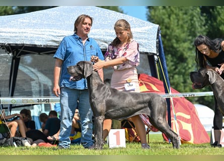 Wunderschöne Deutsche-Doggen-Welpen mit hervorragender Ahnentafel ❤️
