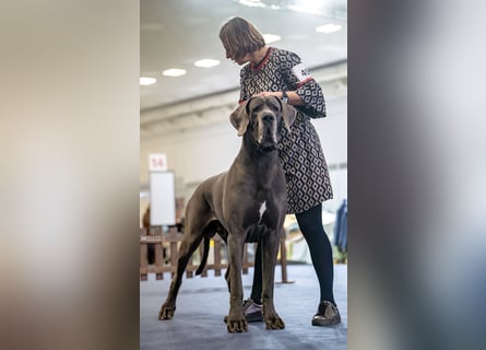 Wunderschöne Deutsche-Doggen-Welpen mit hervorragender Ahnentafel ❤️