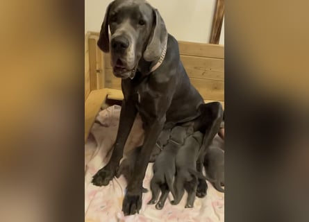 Wunderschöne Deutsche-Doggen-Welpen mit hervorragender Ahnentafel ❤️