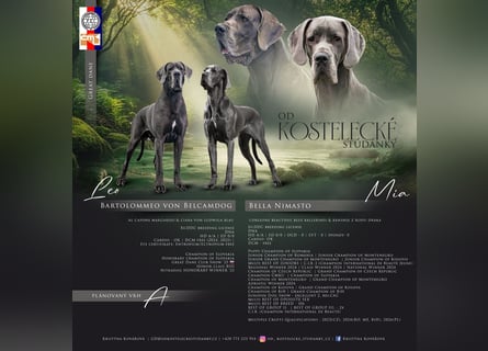 Wunderschöne Deutsche-Doggen-Welpen mit hervorragender Ahnentafel ❤️