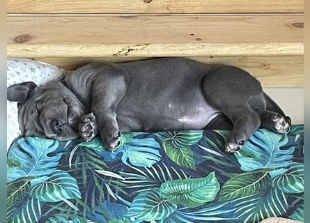 Wunderschöne Deutsche-Doggen-Welpen mit hervorragender Ahnentafel ❤️