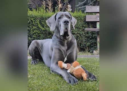 Wunderschöne Deutsche-Doggen-Welpen mit hervorragender Ahnentafel ❤️