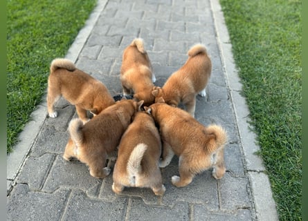 Shiba inu Welpen mit Papieren, an Erbkrankheiten getestet, Transport möglich!