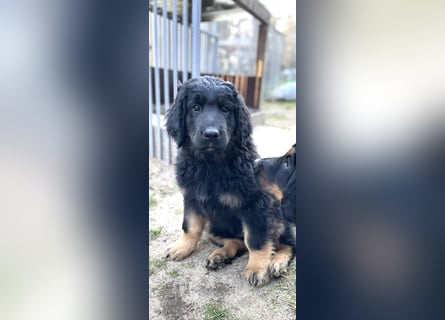 Reinrassiger bildschöner Hovawart Welpe