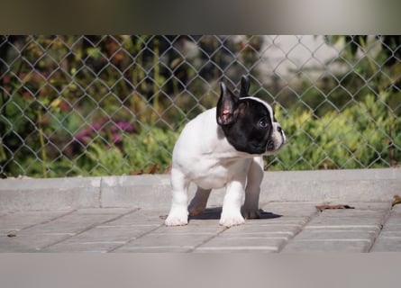 Französische Bulldoge Welpen reinrassig