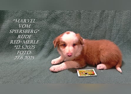Border Collie-Welpen , black-,choco-,red-white und red-,black-merle