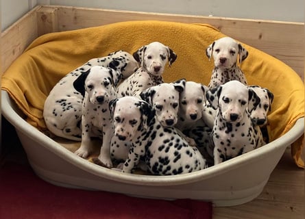 Magic Little Spots - tolle Dalmatinerwelpen aus verantwortungsvoller VDH Zucht