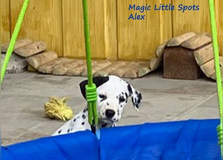 Magic Little Spots - tolle Dalmatinerwelpen aus verantwortungsvoller VDH Zucht