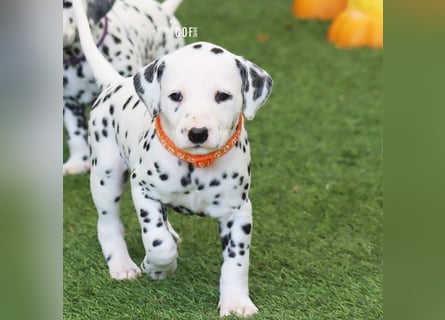 Dalmatiner-Welpen (sw/bw) aus verantwortungsvoller Zucht suchen ihr Zuhause fürs Leben