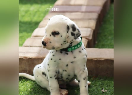 Dalmatiner-Welpen (sw/bw) aus verantwortungsvoller Zucht suchen ihr Zuhause fürs Leben