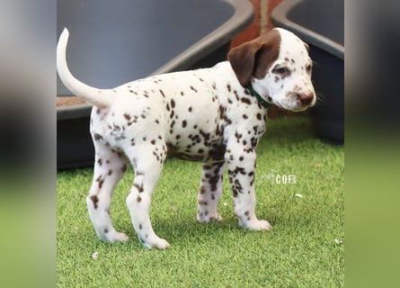 Dalmatiner-Welpen (sw/bw) aus verantwortungsvoller Zucht suchen ihr Zuhause fürs Leben