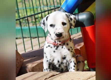 Dalmatiner-Welpen (sw/bw) aus verantwortungsvoller Zucht suchen ihr Zuhause fürs Leben