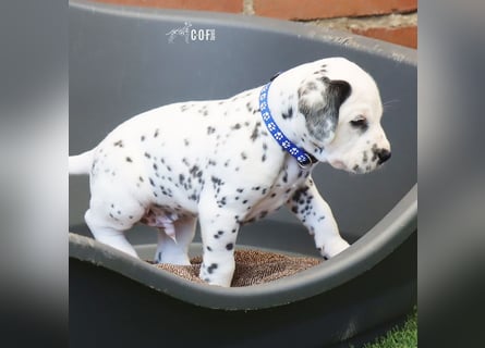 Dalmatiner-Welpen (sw/bw) aus verantwortungsvoller Zucht suchen ihr Zuhause fürs Leben