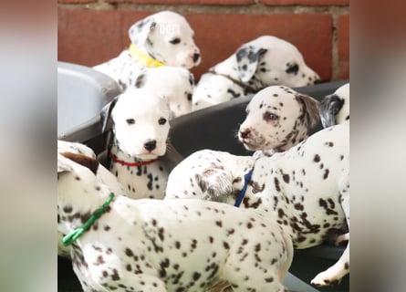 Dalmatiner-Welpen (sw/bw) aus verantwortungsvoller Zucht suchen ihr Zuhause fürs Leben