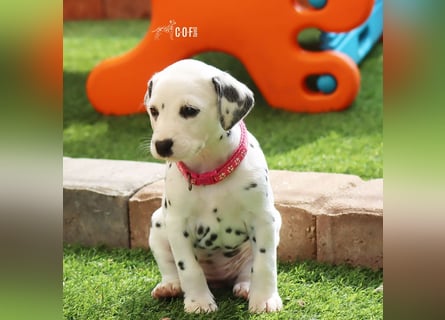 Dalmatiner-Welpen (sw/bw) aus verantwortungsvoller Zucht suchen ihr Zuhause fürs Leben