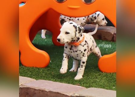 Dalmatiner-Welpen (sw/bw) aus verantwortungsvoller Zucht suchen ihr Zuhause fürs Leben