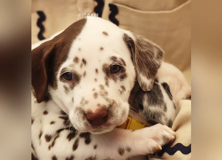 Dalmatiner-Welpen (sw/bw) aus verantwortungsvoller Zucht suchen ihr Zuhause fürs Leben