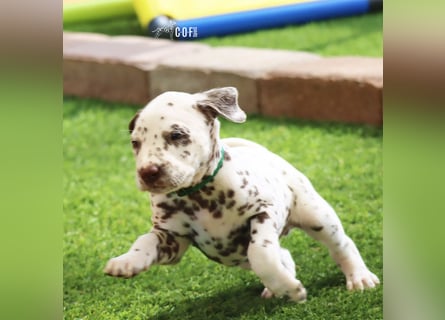 Dalmatiner-Welpen (sw/bw) aus verantwortungsvoller Zucht suchen ihr Zuhause fürs Leben