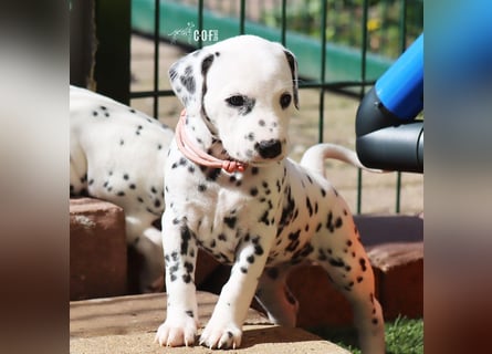 Dalmatiner-Welpen (sw/bw) aus verantwortungsvoller Zucht suchen ihr Zuhause fürs Leben