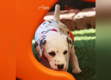 Dalmatiner-Welpen (sw/bw) aus verantwortungsvoller Zucht suchen ihr Zuhause fürs Leben