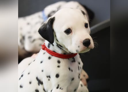 Dalmatiner-Welpen (sw/bw) aus verantwortungsvoller Zucht suchen ihr Zuhause fürs Leben