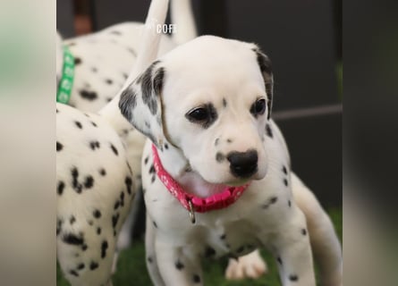 Dalmatiner-Welpen (sw/bw) aus verantwortungsvoller Zucht suchen ihr Zuhause fürs Leben