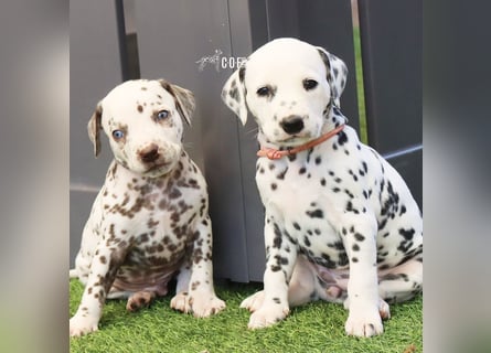 Dalmatiner-Welpen (sw/bw) aus verantwortungsvoller Zucht suchen ihr Zuhause fürs Leben