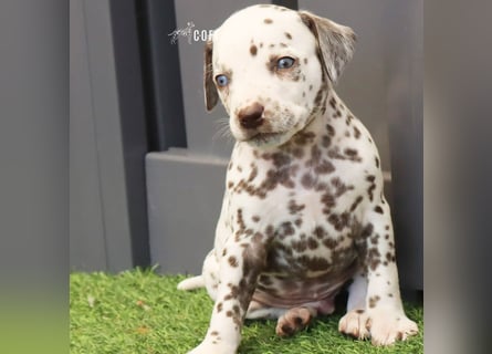 Dalmatiner-Welpen (sw/bw) aus verantwortungsvoller Zucht suchen ihr Zuhause fürs Leben