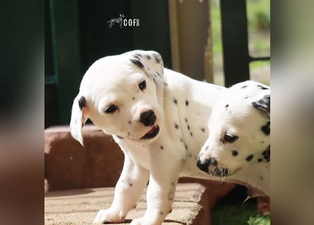 Dalmatiner-Welpen (sw/bw) aus verantwortungsvoller Zucht suchen ihr Zuhause fürs Leben